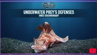 👉✨ Uncover How Marine Life Has Evolved Over Time to Survive Their Environment 🌊🦈 | hindi Documentary