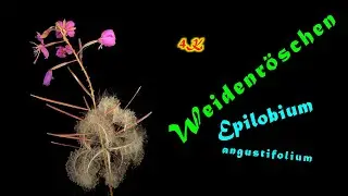 Weidenröschen, Epilobium angustifolium, Blüte und Öffnen der Samenschote, 4k, trilingual