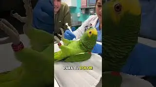 Loro hace drama en la veterinaria por una simple inyecci&oacute;n 😂🦜💉