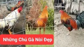 Những Ch&uacute; G&agrave; N&ograve;i Đẹp. Beautiful Fighting Cock
