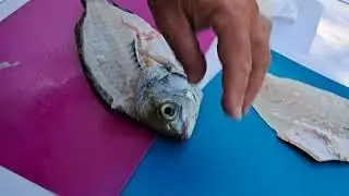 Lever des filets de dorades