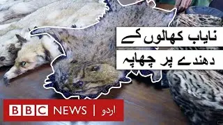 Islamabad wildlife department seizes hides of rare animals  - BBCURDU