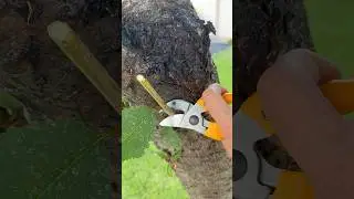 How to Sharpen Your Pruners in Minutes #diy #crafts #shorts