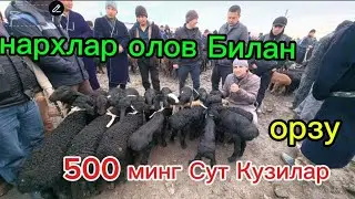 4 мил орзу Таначалар Бузокчалар 31.01.2026 ковчин мол бозори. Qarshi Qovchin mol bozori narxlari