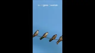 India&rsquo;s Winter Guests Magic of Migratory Birds | @RoundglassSustain #shorts