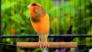 Spectacular Canary Song for 10 Minute Warm Up HD &ndash; Canary Warm Up 158