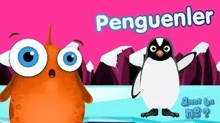 Penguenler Nerede Yaşar? | Okul &Ouml;ncesi Eğitici Animasyonlar | Anne Bu Ne?