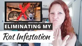 ELIMINATING MY RAT INFESTATION: Getting Rid Of These Things For Good!