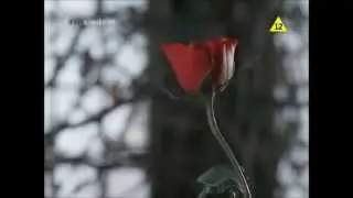 Gomez And Morticia Addams -- Give Me Love (Ed Sheeran)