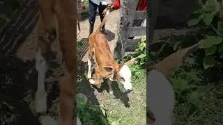 😏Encerrando los terneritos🐮🐮Vacas Bebes