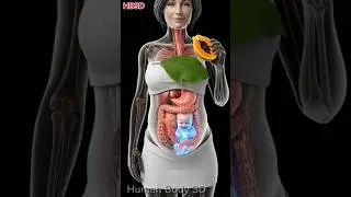 Pregnant Woman Eating Papita &ndash; Baby Receives Energy Blue Glow Fetus#baby #humanbody #pregnant#short