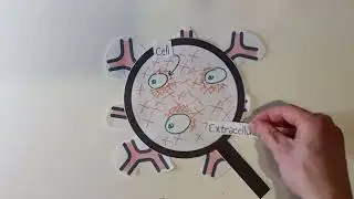 Biomechanical properties of the extracellular microenvironment and tumor cells
