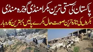 Goats Retes Update Sasti Bakra Mandi | Gojra Mandi Beetal Goats