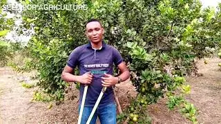 Citronnier : voici l'astuce pour r&eacute;ussir ta production de fruits 🍋🍏🥭🥑