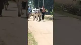 #viral #viralvideo #bull #horse #oxraceinharyana #oxbull #oxraceinmaharashtra #nandibull #cutehorse