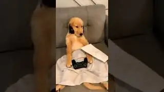 Dog is Wearing Headphones #dog #shorts