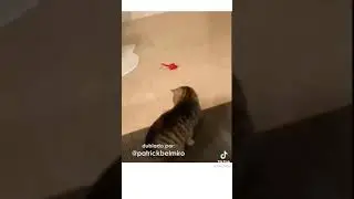 Dublagens de animais engra&ccedil;adas @patrickBelmiro