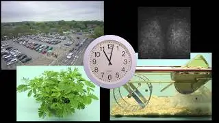 Circadian Rhythms - The Body's Daily Clock