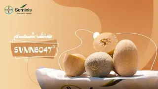شمام SVMN8047 ثمار بيضاوية بلون وشكل مميز