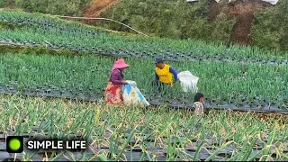 Simple Life of a Village Farmer 🌱 Family Farming in the Mountains | Rural Indonesia nature sound