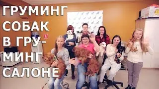 Груминг собак в груминг-салоне