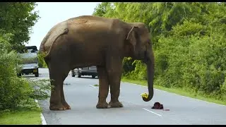 Elephant Attacks a Vehicle වාහනය ට  පහර දී  බෑගය පැහැරගනී