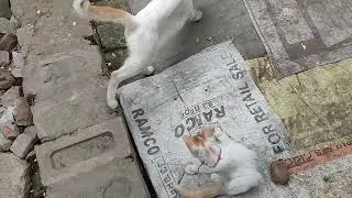 #petlover #petlovers #pet #pets #catvideo #catvideos #cats #cat &lrm;⁨&lrm;⁨@rajidailyvlog6212