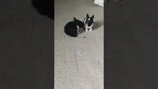 cute rabbit baby video 😍#rabbit #cutepet #viralvideo 👍