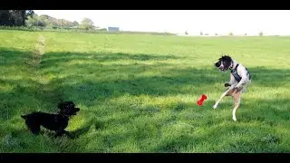 Real time evening dog walk