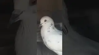 kbooter  video  ko,like kar #shortvideos #shortvideos #popular