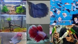 Pal fish aquarium / Surat most famous Fish shop / Betta / Guppy / Hand tame bird / Surat fish shop