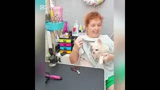 טיפוח פומרניין