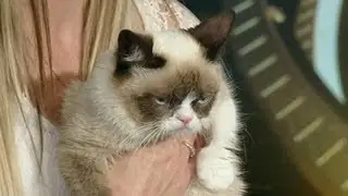 Grumpy Cat Goes to Hollywood