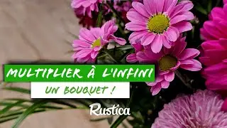 Votre bouquet cache des chrysanth&egrave;mes illimit&eacute;s