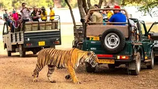 Exclusive Tiger Sighting in Zone 2 | T-101 Badal & T-105 Noori | Ranthambore