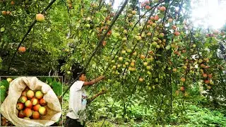 village  apple farming in rural Nepal || rural Nepal || dharme brother's family in the village ||