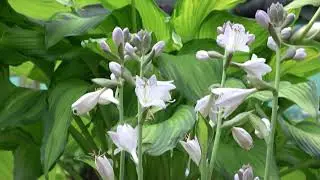 Hosta Paradise Glory