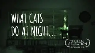 What Cats Do At Night - Official Selection Catdance 2016