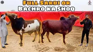 Full Sardi Main Bachro Ka Shoq | HSM Vlogs
