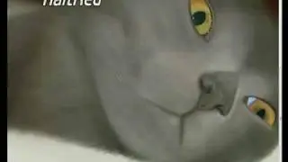cat speed painting