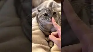 Adorable Cat Wink Tutorial! 😻👀 Learn How to Make Your Cat Wink! 😻💕