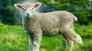 St Paul's United Church of Christ Live Stream January 18  2026