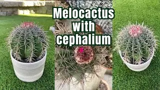 Unboxing a Cactus Gift | powell ceramic art