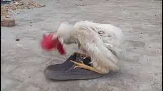 Hen Mating 😱 Rooster Mating 😱 Pagal Murghe hy ye 😡 Rooster sounds 🐓