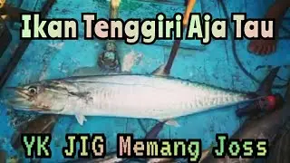 Ikan Tenggiri Aja Tau YK JIG Memang Joss