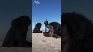 HEFTY 😆 WHAT KIND OF DOG IS THIS? 😆 SUBSCRIBE AND ENJOY ❤ ❤