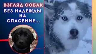 Преданные людьми: правда о породистых собаках на морозе Якутска