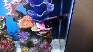 Aqueon circulation pump in saltwater aquarium