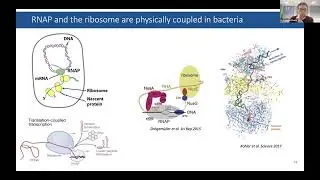 Developing crosslinking mass spectrometry - Dr Francis O'Reilly (Technische Universit&auml;t Berlin)