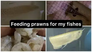 Feeding my monster fishes with fresh prawns | alligator gar | redtail catfish | tamil